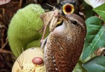 Zaunkoenig Tuerkranz FKB